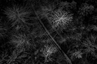 Neural