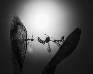 hunting ant