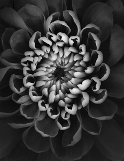 Chrysanthemum