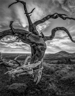 Cinder Cone