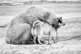 Unlikely friends