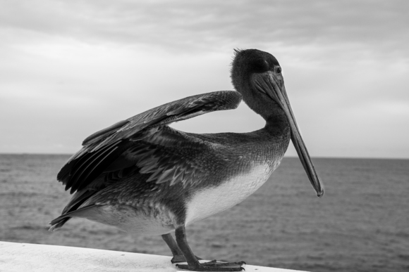 Brown Pelican