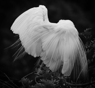 A Shy Egret