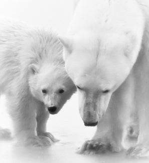 Mom and Cub in White