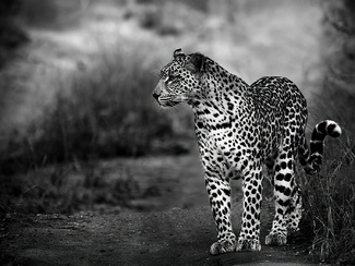 Scanning for Prey