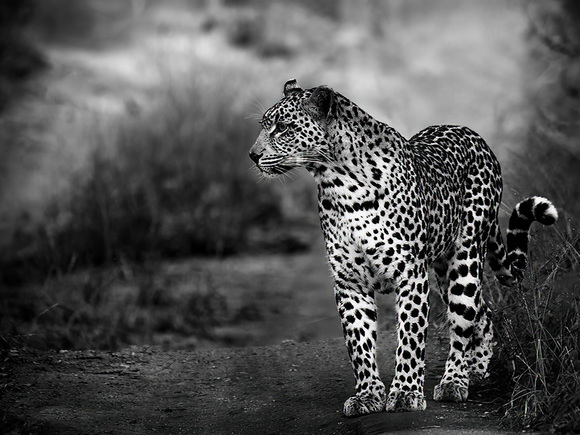 Scanning for Prey