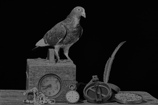 Race Bird No.5809