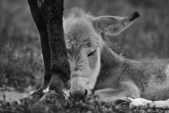 Sleeping Beauty