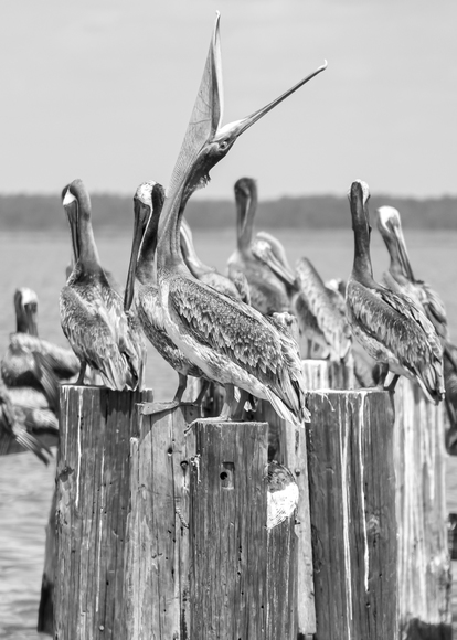 Pelican Stretch