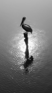 Pelican