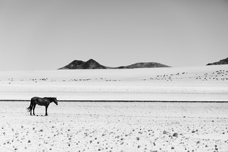Desert Horse