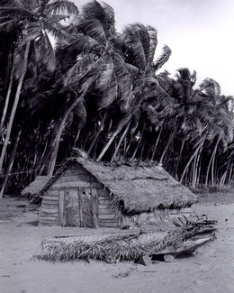 Palmhut