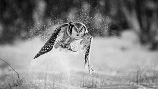 Dusty catch