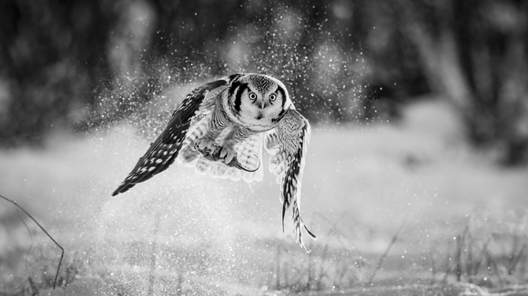 Dusty catch