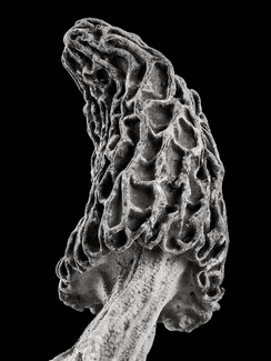 Morel Mushroom 1