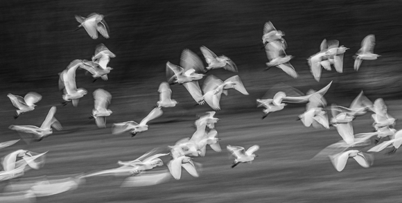 A Wave of Egrets