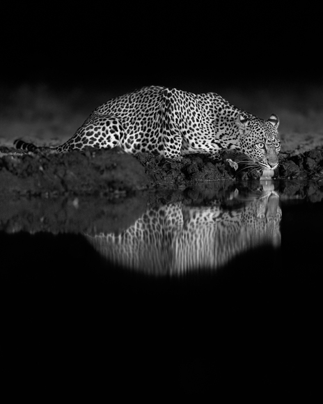 Spotted at the Watering Hole