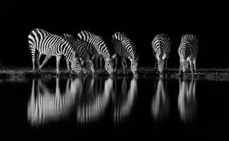 Zebra Reflections