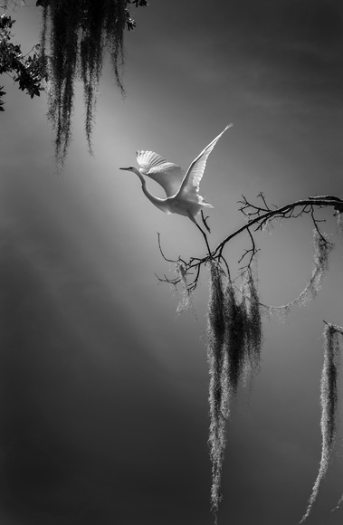 Wings of Confidence