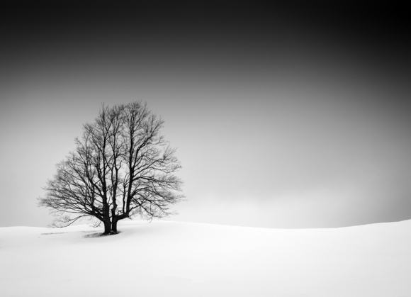 Tree on Snowy Hillside