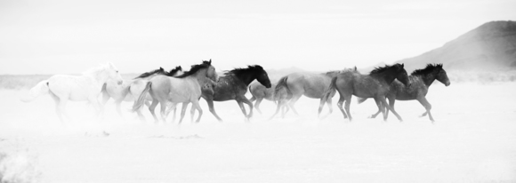 Dancing in the Wind