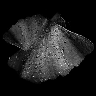 Occultus Creature 'PapilioPearled'