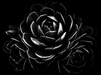 Succulent