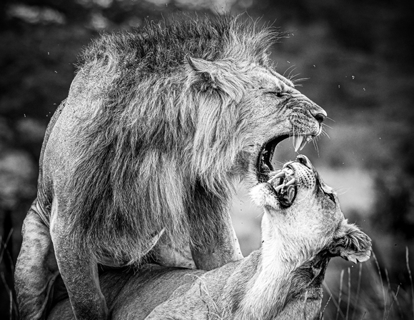 Amorous Argument