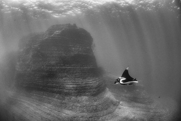 Chevron Manta Ray