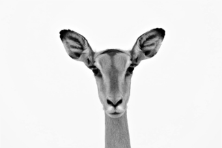 Head Shot