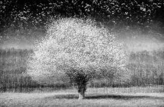 spring
