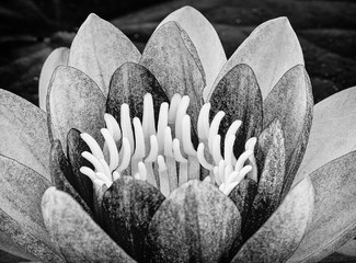 water lily