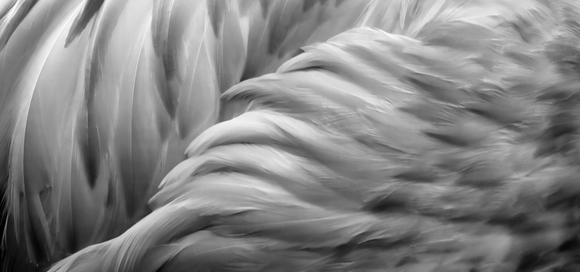 Flamingo, Cartagena Colombia