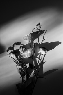 Light in Shadow
