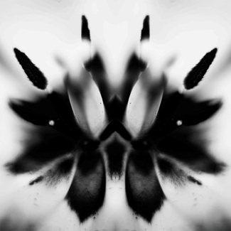 Rorschach Flowers 04