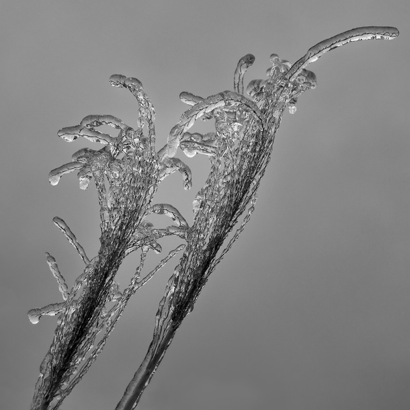 Ice Storm