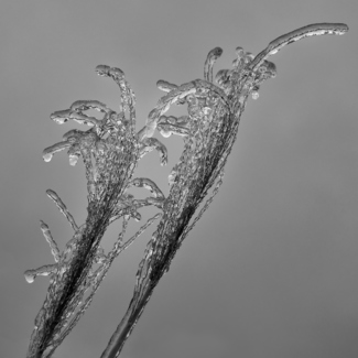 Ice Storm