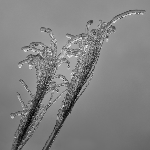 Ice Storm