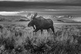 Wilderness Alone in Wyoming 