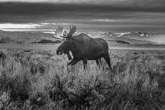 Wilderness Alone in Wyoming 