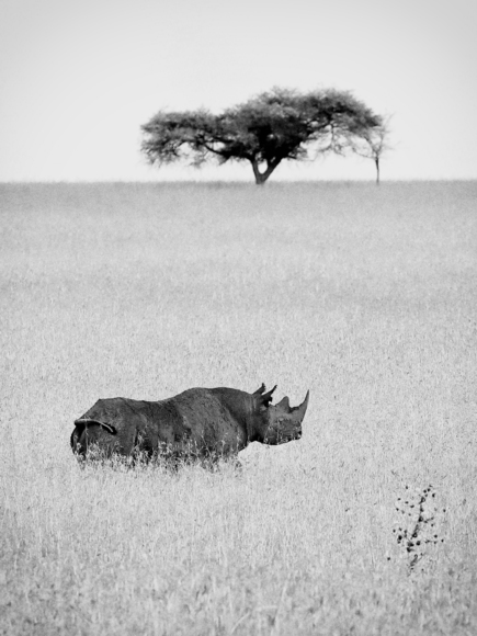 Black Rhino