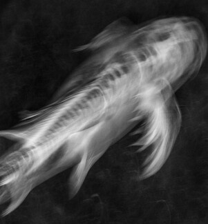 Swim with the Fishes