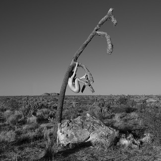 Joshua Tree