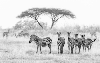 Zebra Talk
