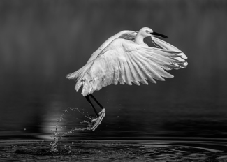 Snowy egret ascending