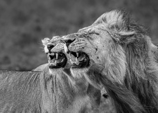 Grinning Lions