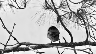 Bird Reflections 