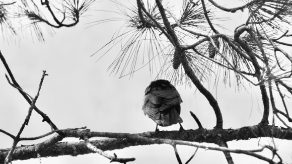 Bird Reflections 