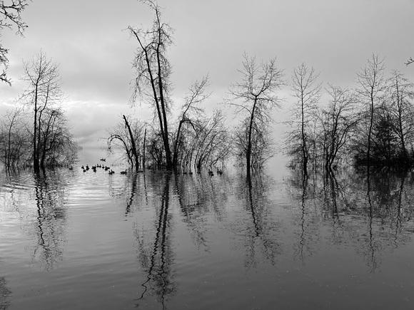 High Water Reflections
