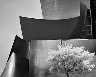  A tree grows in the city